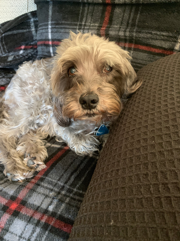 Not Wired to Fail, Rewired for Success. Coffee & Tea Junkie